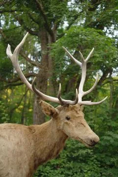 Deer close-up Stock Photos