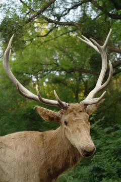 Deer close-up Stock Photos