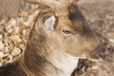 Deer close up Foto stock