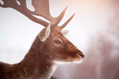 Deer close-up Stock Photos