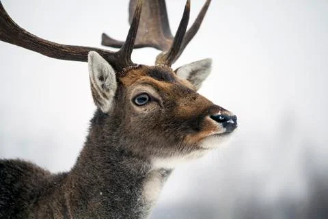 Deer close-up Stock Photos