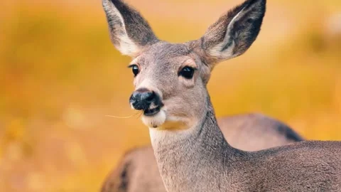 Deer Close Up Portrait Stock Footage 323138740
