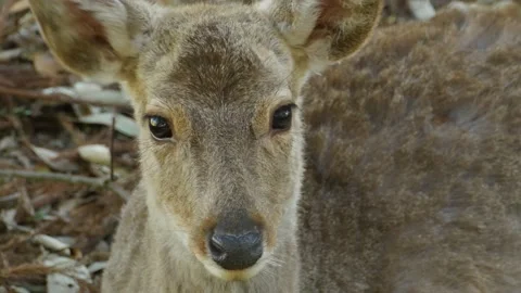 Deer close-up shot Video stock 132134518