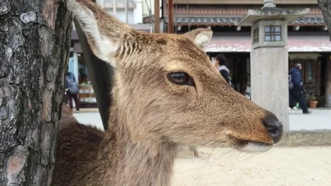 A deer close view in the city Stock Footage