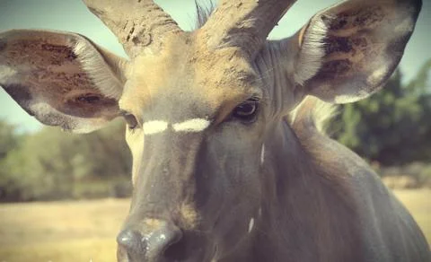 Deer closeup Stock Photos