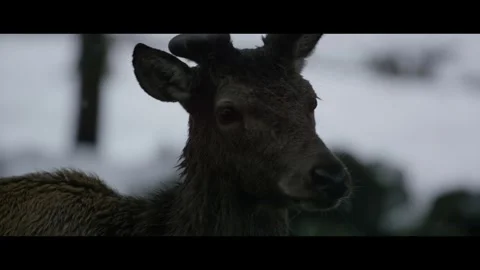Deer closeup in snowfall Stock Footage 270775922