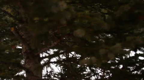 Deer from the Cog Railway at Pike's Peak Stock Footage 25240750