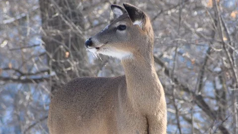 Deer in the cold woods Stock Footage 108412185