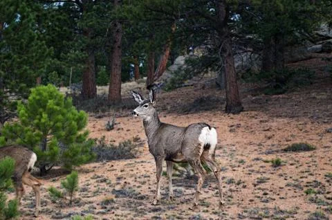 Deer in Colorado Stock Photos