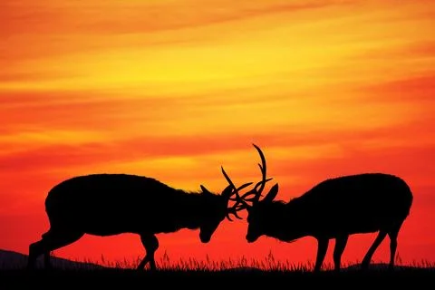 Deer that come out Stock Illustration
