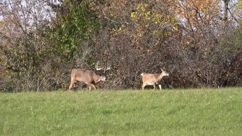 Deer come out in open field for food 動画素材 248396486