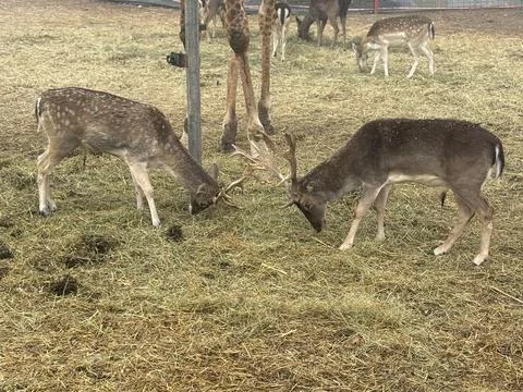 Deer in Conflict Stock Photos