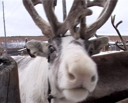 Deer in the countryside Video stock 1106476