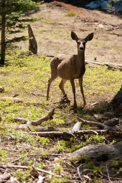 Deer in countryside Stock Photos
