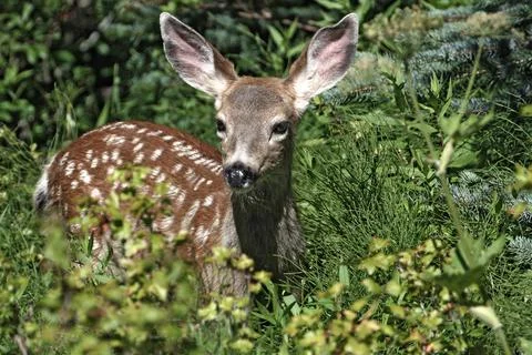 Deer in countryside Stock Photos
