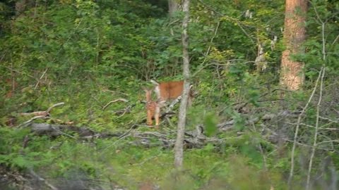Deer on the countryside road Stock Footage 157483646