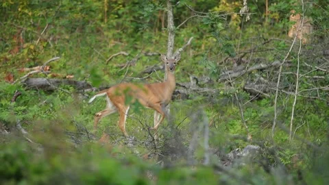Deer on the countryside road Video stock 157483791