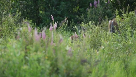 Deer on the countryside road Stock Footage 157483811