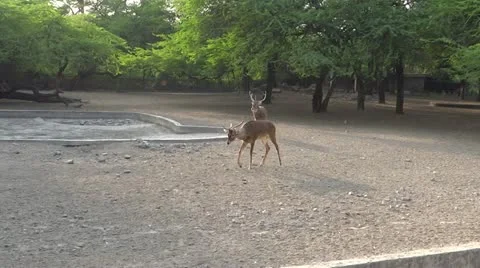 A deer couple 스톡 동영상 22202356