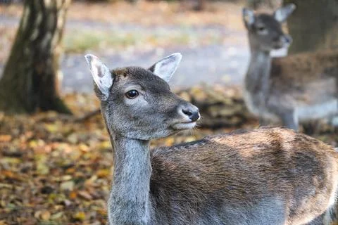 Deer cow exposed in a deciduous forest. Stock Photos