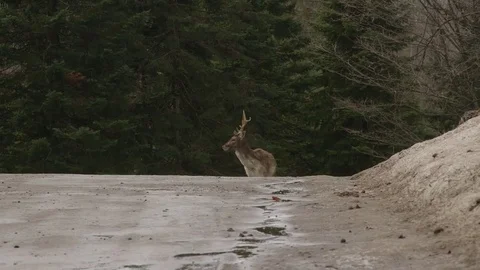Deer on crest of hill joined by another Stockbeeldmateriaal 73669288