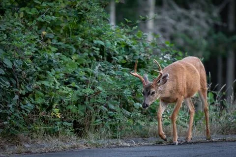 Deer crosses a path. Roe deer in the park walking along the road. Stock Photos