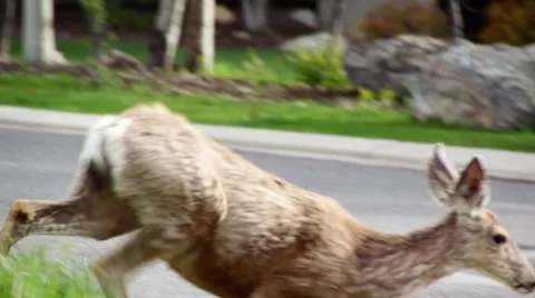 Deer crosses road Stock Footage 6475760