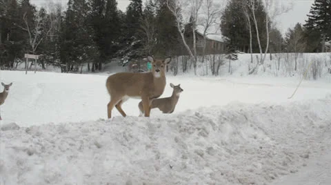 Deer Crosses Snow Bank Stock Footage 22556053
