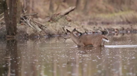 Deer Crosses Stream, Then Shakes Like a Dog Stock Footage 45572441