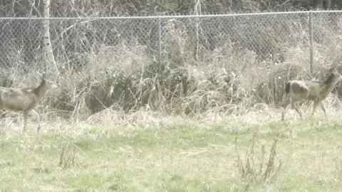 Deer Crossing Stock Footage 172115466