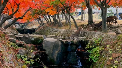 Deer crossing river foliage red maple tree background in Japan Stock Footage 100667082
