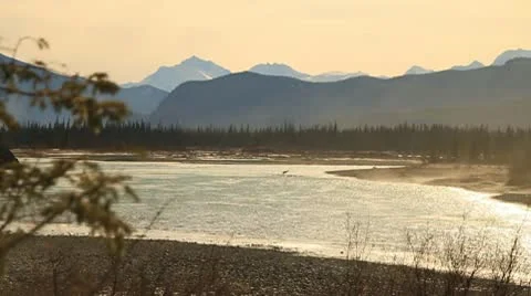 Deer crossing river Stock Footage 10753398