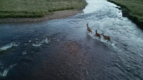 Deer crossing river  Stock Footage 252201685