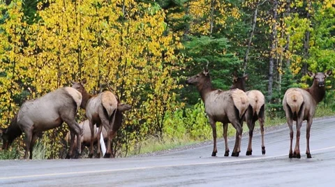 Deer crossing a road in Canada Stock Footage 59919089