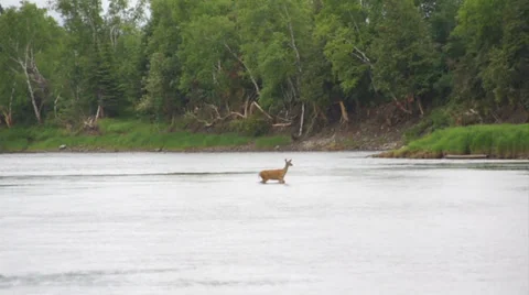 Deer Crossing a Stream Stock Footage 34174452
