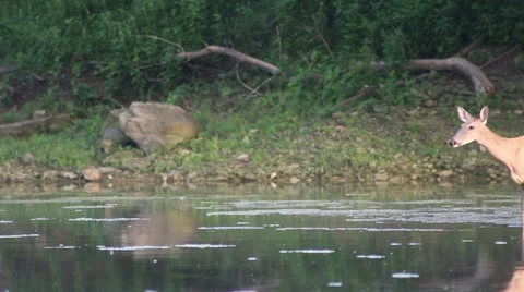Deer crossing a stream Video stock 45563896