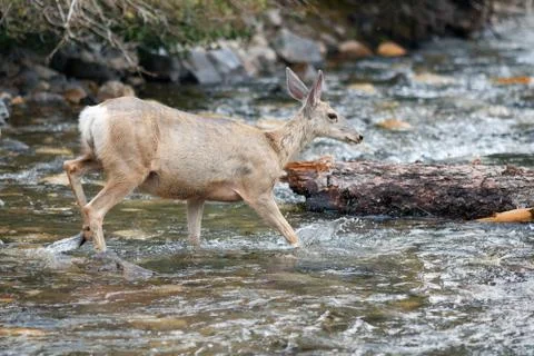 Deer crossing a stream Stock Photos