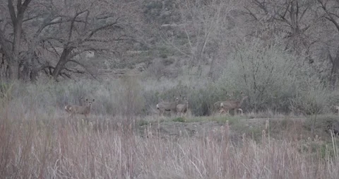 Deer Crossing Through Brush, Wider Wildlife Movement Shot, 7K Stockbeeldmateriaal 333262710