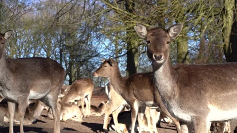 Deer in a crowd, chewing on carrot, 4K Stock Footage 149791106
