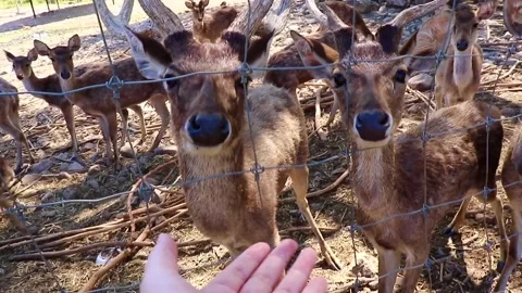Deer curiously sniffing a human hand at close range Stock Footage 326776152