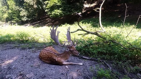 Deer Daniel on grass Stock Footage 123727077