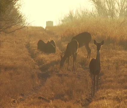 Deer at Dawn Running Stock Footage 1825195