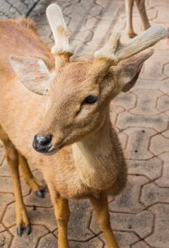 Deer in the daytime. Stock Photos