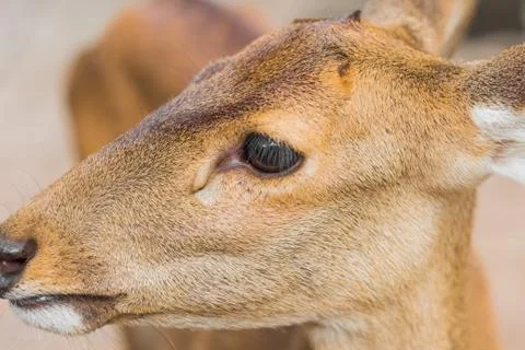 Deer in the daytime. Stock Photos