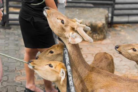 Deer in the daytime. Stock Photos