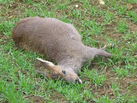 Deer dead 库存照片