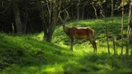 Deer In Deep The Forest Stock Footage