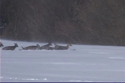Deer in deep snow Stock Footage 12295077