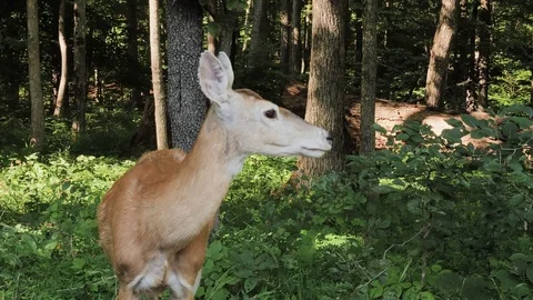 A Deer Deep in the Woods at Mammoth Cave National Park Video stock 78016335