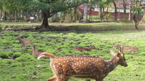 Deer in a deer breeding Stock Footage 296160320